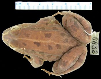 Media type: image; Herpetology A-6832